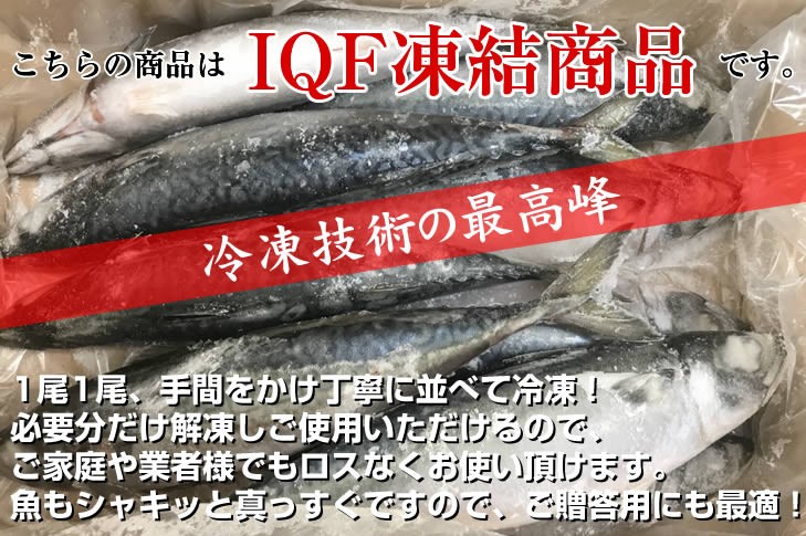 いさばのさば IQF冷凍サバ・冷凍さば 6.5kg-8尾 （1尾あたり800g〜900g