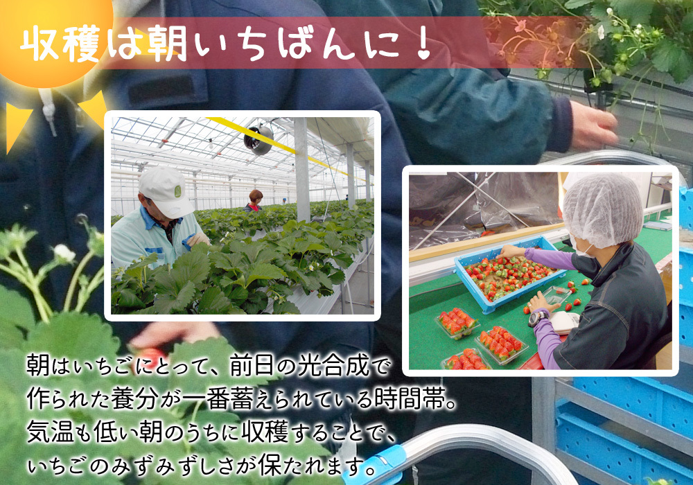 収穫は朝一番でみずみずしい果実