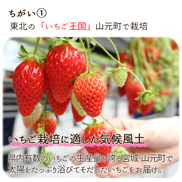 激安特価Dayan様専用　苺と花のハーモニーⅠ〜Ⅳの4点(11CT、図案印刷あり) 生地