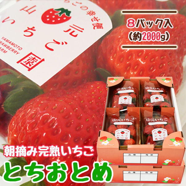 いちご 完熟 宮城 山元いちご農園 とちおとめ 250g×4パック : y10054 : やまもといちご - 通販 - Yahoo!ショッピング