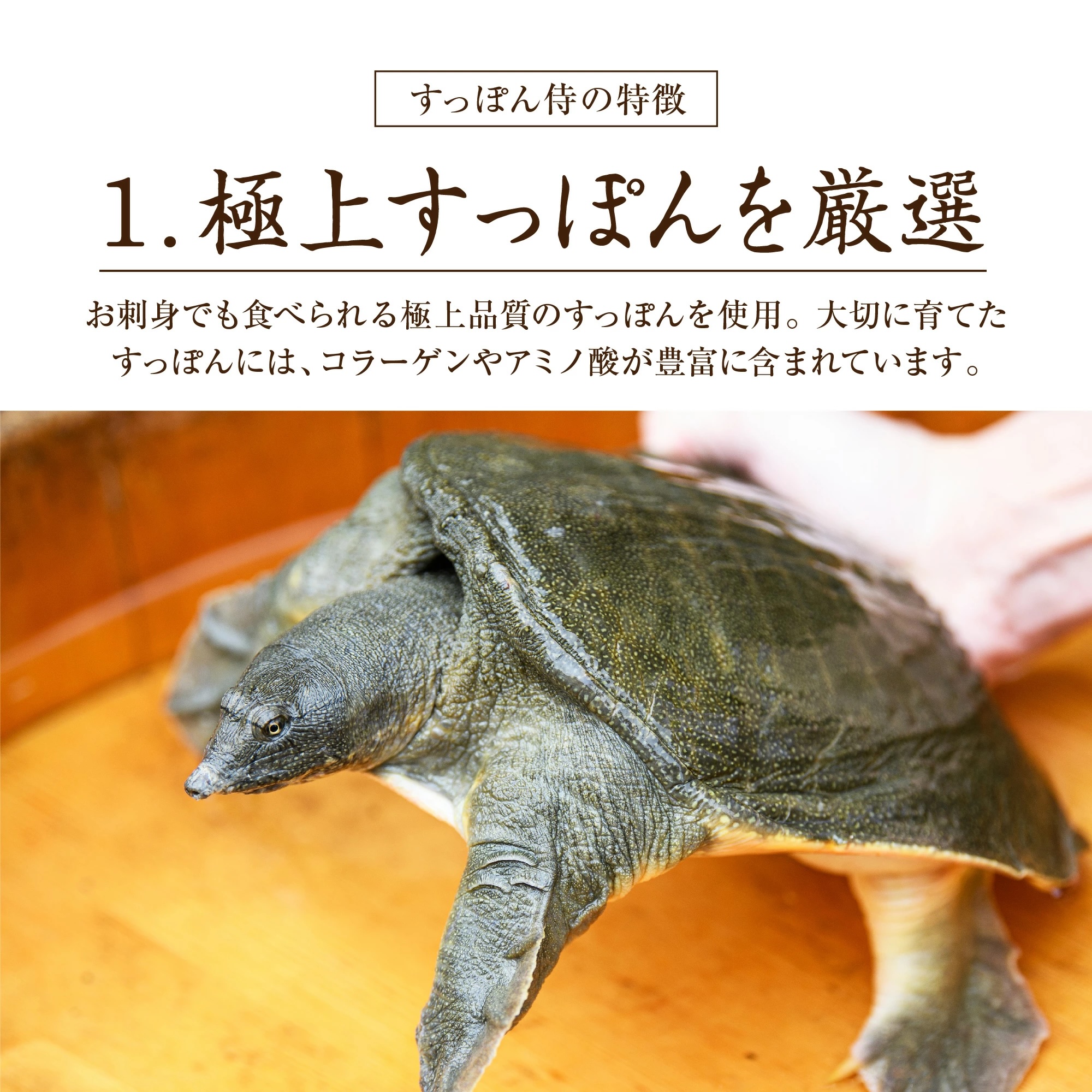 すっぽん サプリ すっぽん侍 1袋62粒入り約1か月分 サプリメント 男性