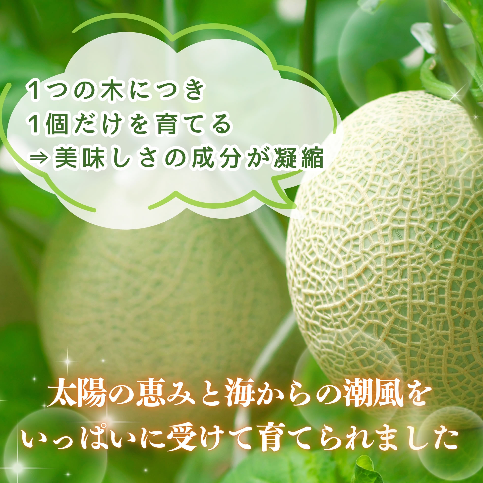 メロン 贈答 お中元 プレゼント 渥美半島 5玉 : ヤマサちくわ - 通販