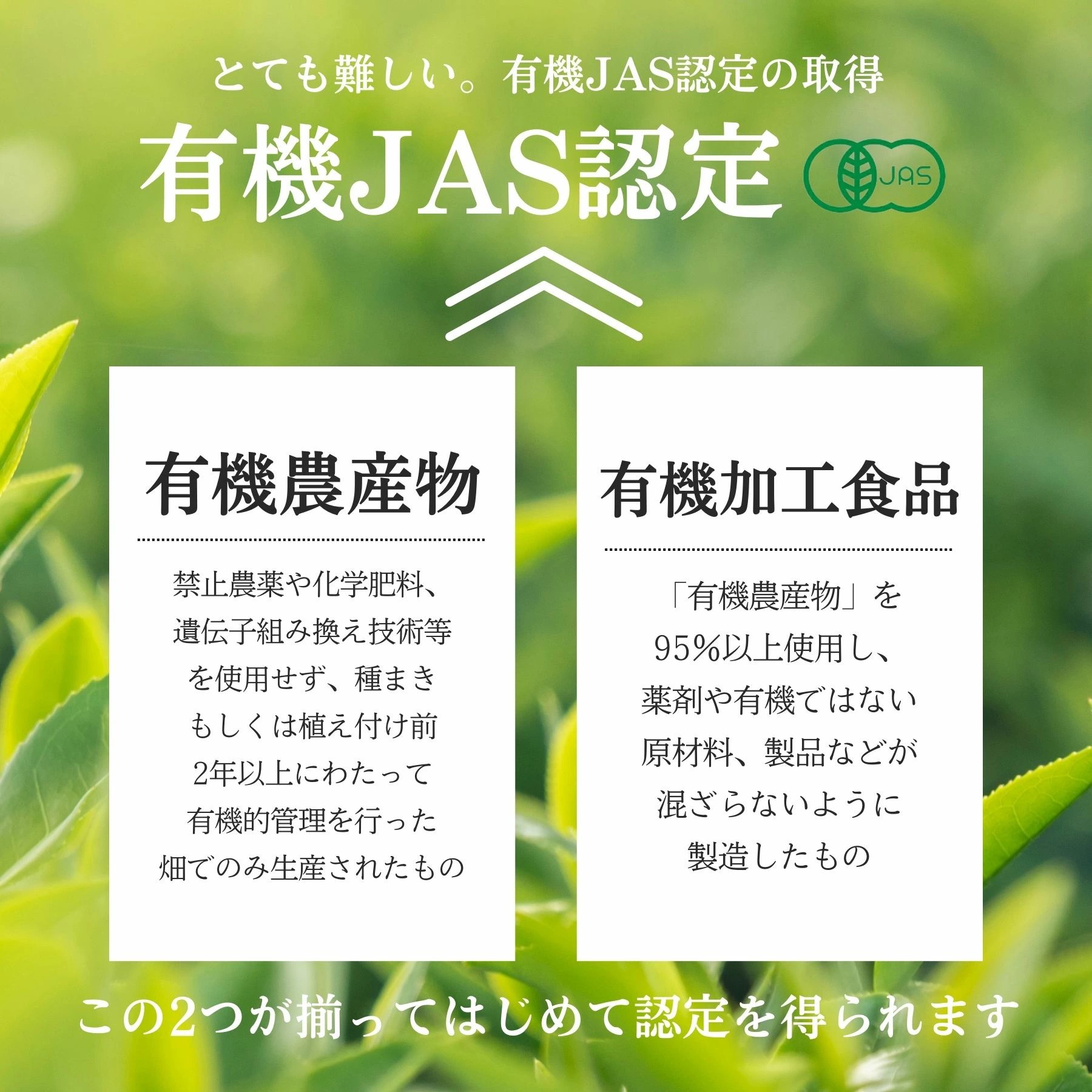 国産 玉露ティーバッグ 10袋×3個 宇治茶 高級緑茶 | 山城物産 | 05