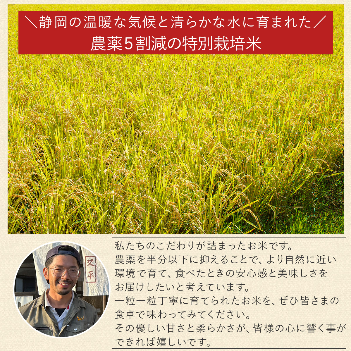 令和7年産】農薬5割減 特別栽培米 きぬむすめ 静岡県産 産地直送 3kg