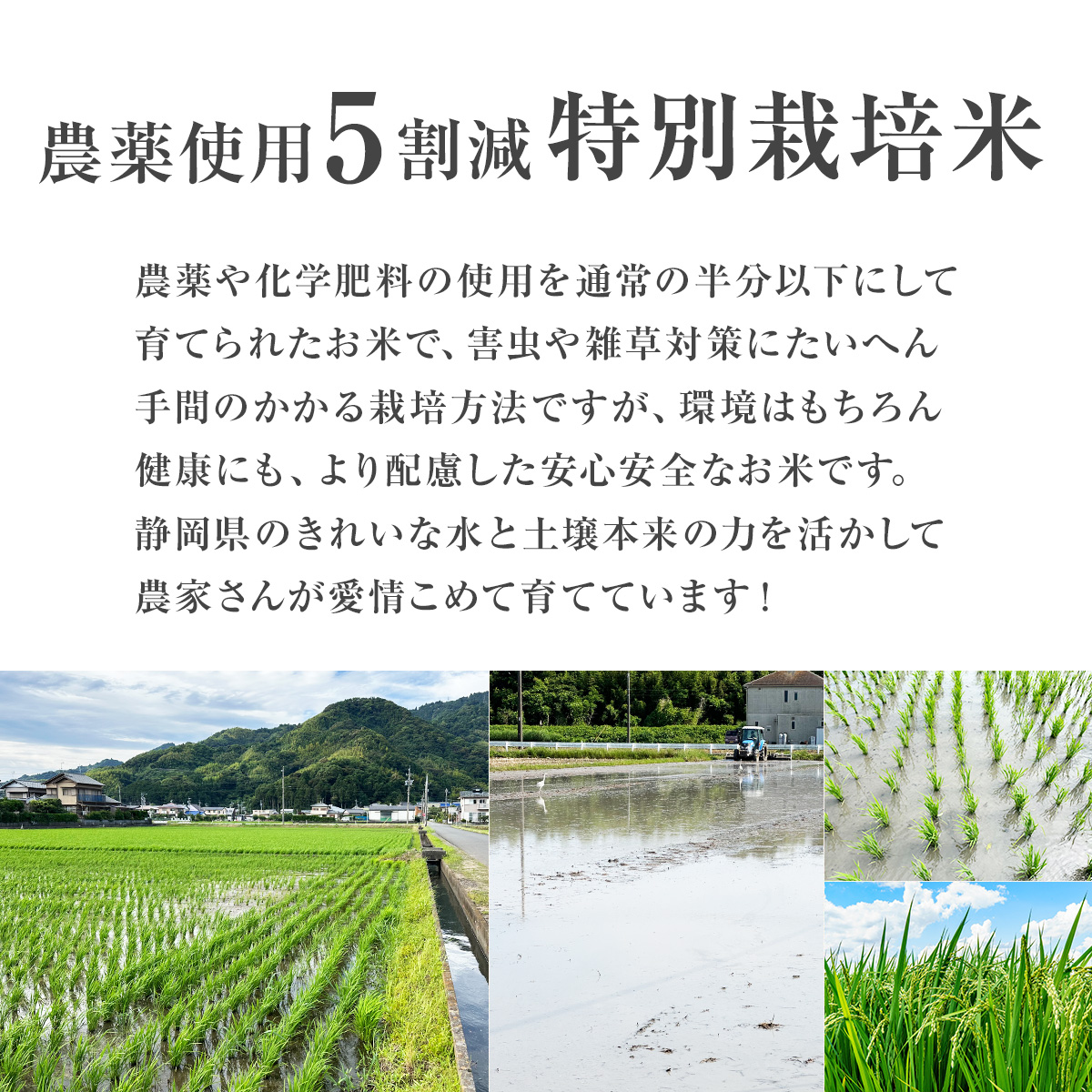 ミルキープリンセス 【令和7年産】農薬5割減 特別栽培米 静岡県産 10kg