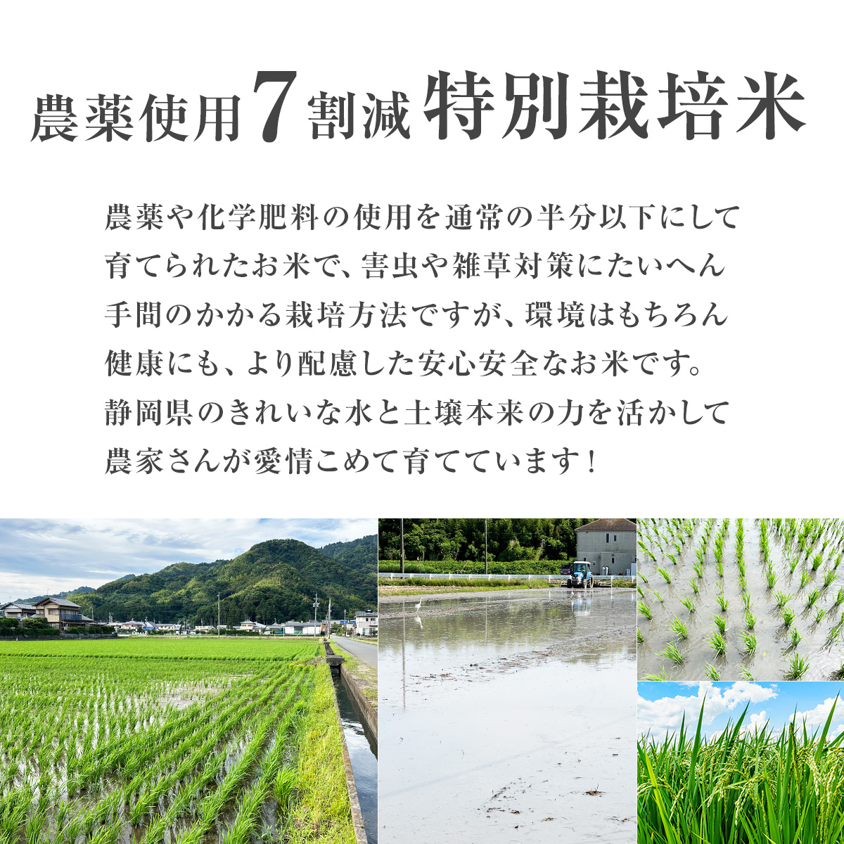 令和7年産】農薬7割減 特別栽培米 きぬむすめ 産地直送 10kg 5kg×2個