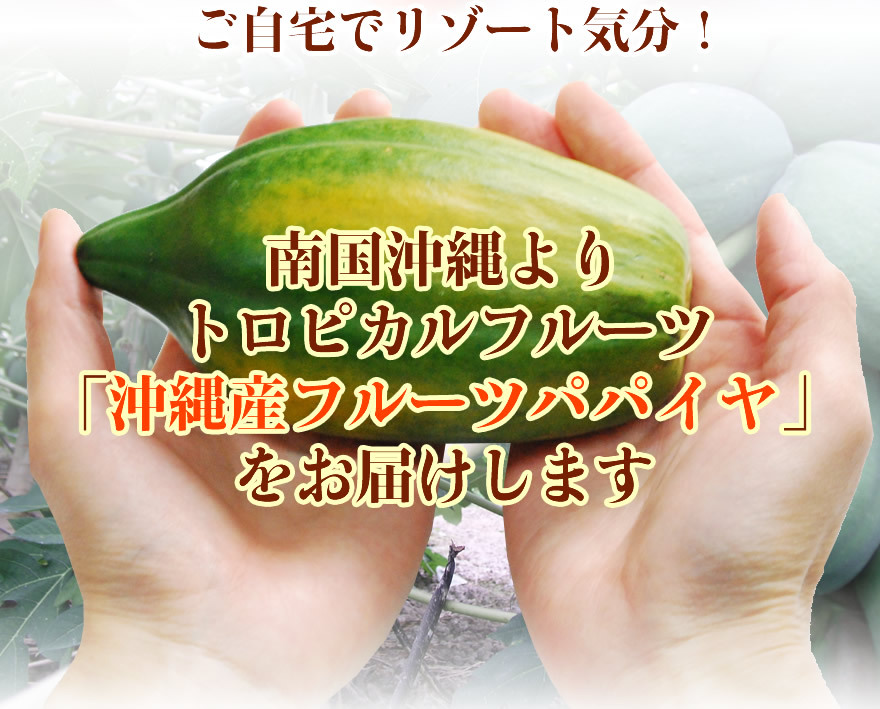沖縄　フルーツパパイヤ