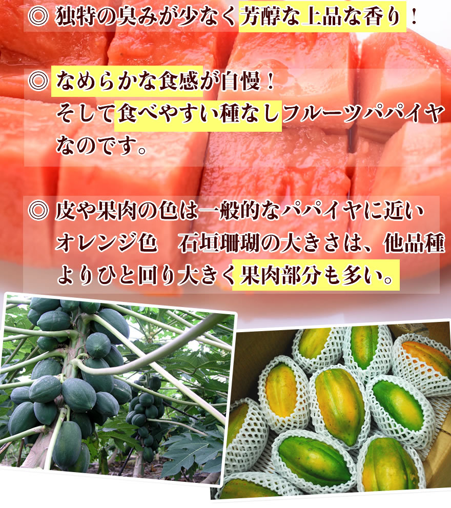 沖縄　フルーツパパイヤ