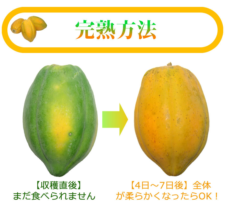 沖縄　フルーツパパイヤ