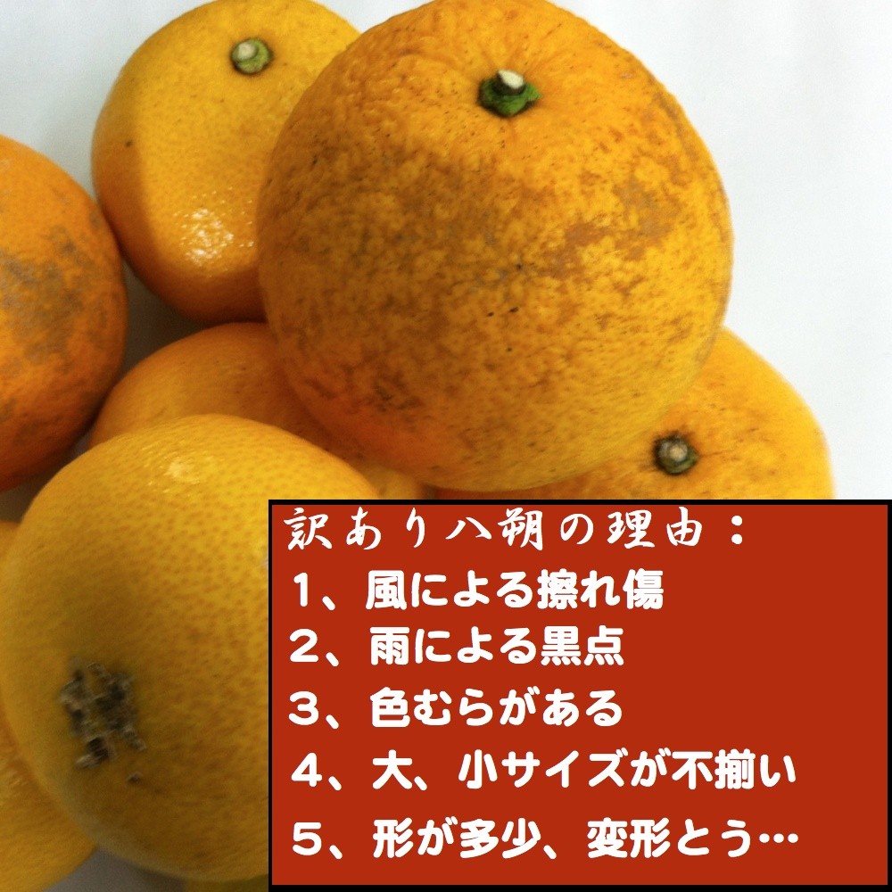 b和歌山産 訳あり八朔 はっさく10kg 傷あり、サイズ不揃い、ご自宅用