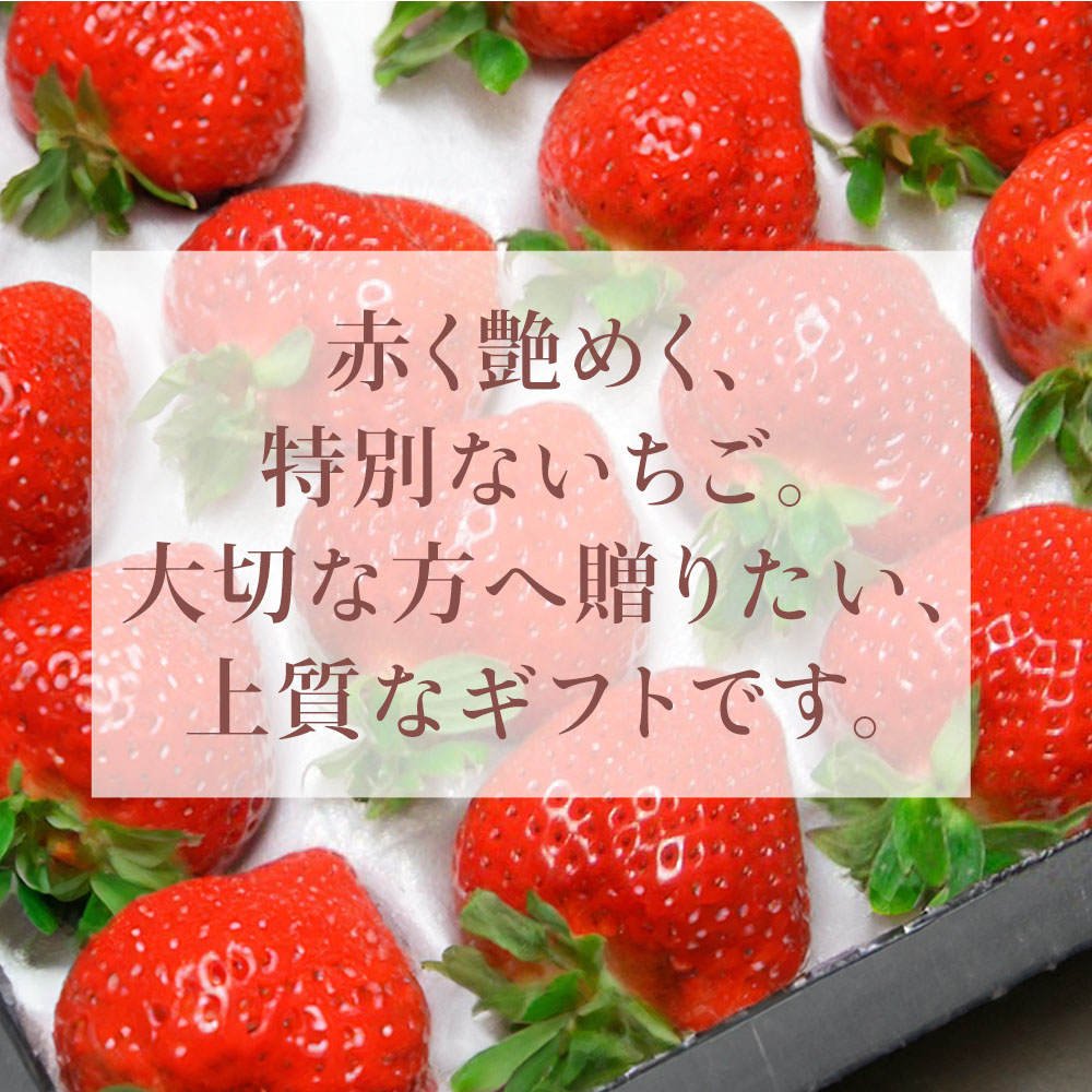 赤く艶めく特別ないちご　大切な方へ贈りたい上質なギフトです