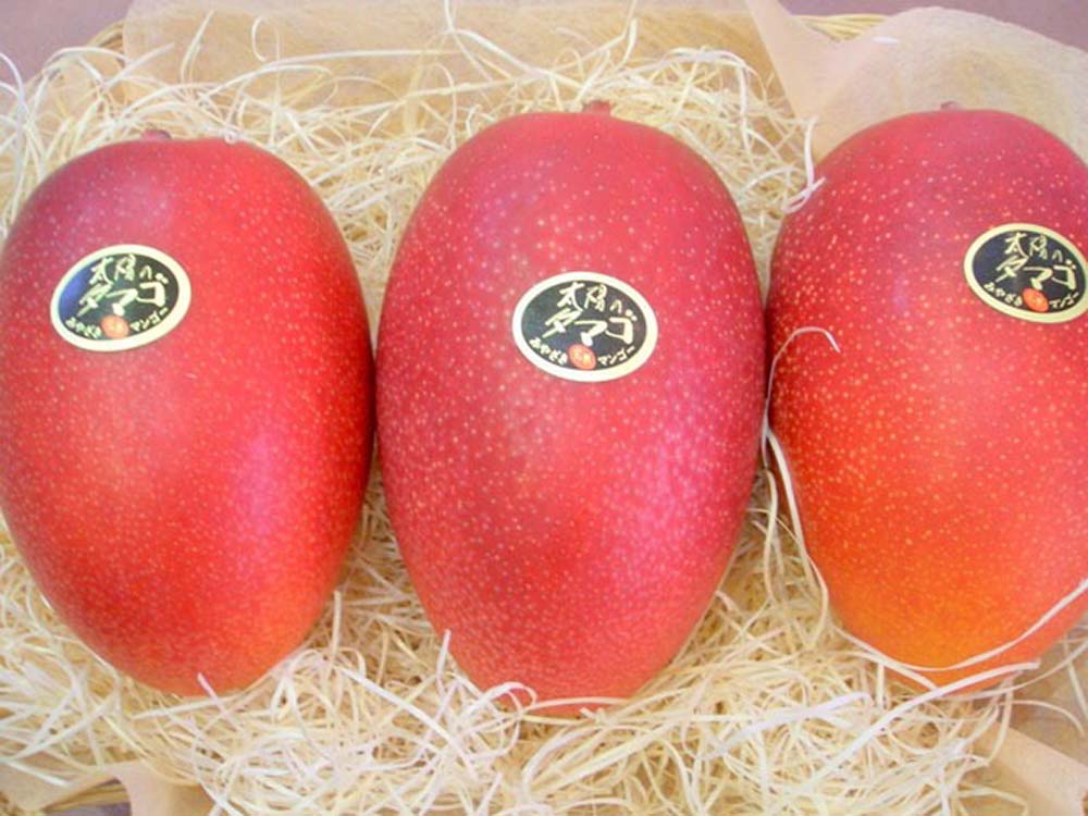 太陽のタマゴ