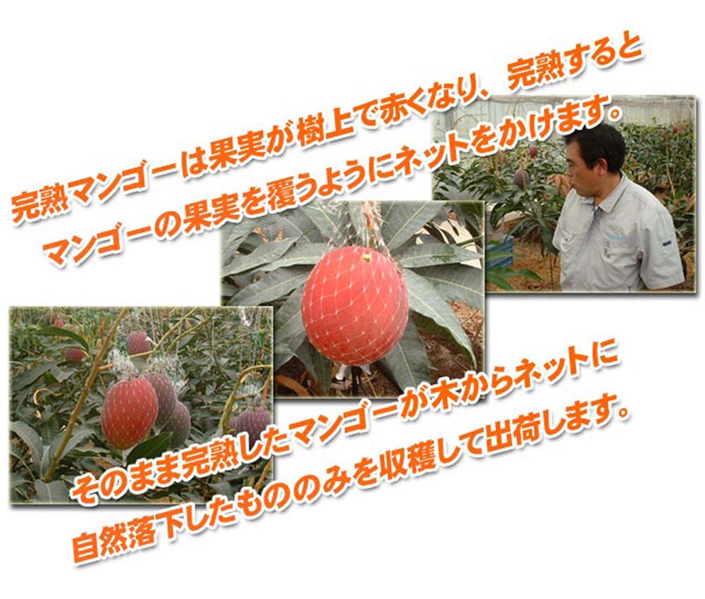 マンゴー3連写真