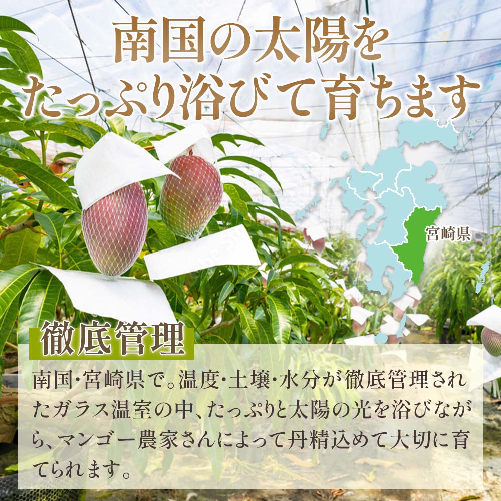 南国の太陽をたっぷりあびて育ちます