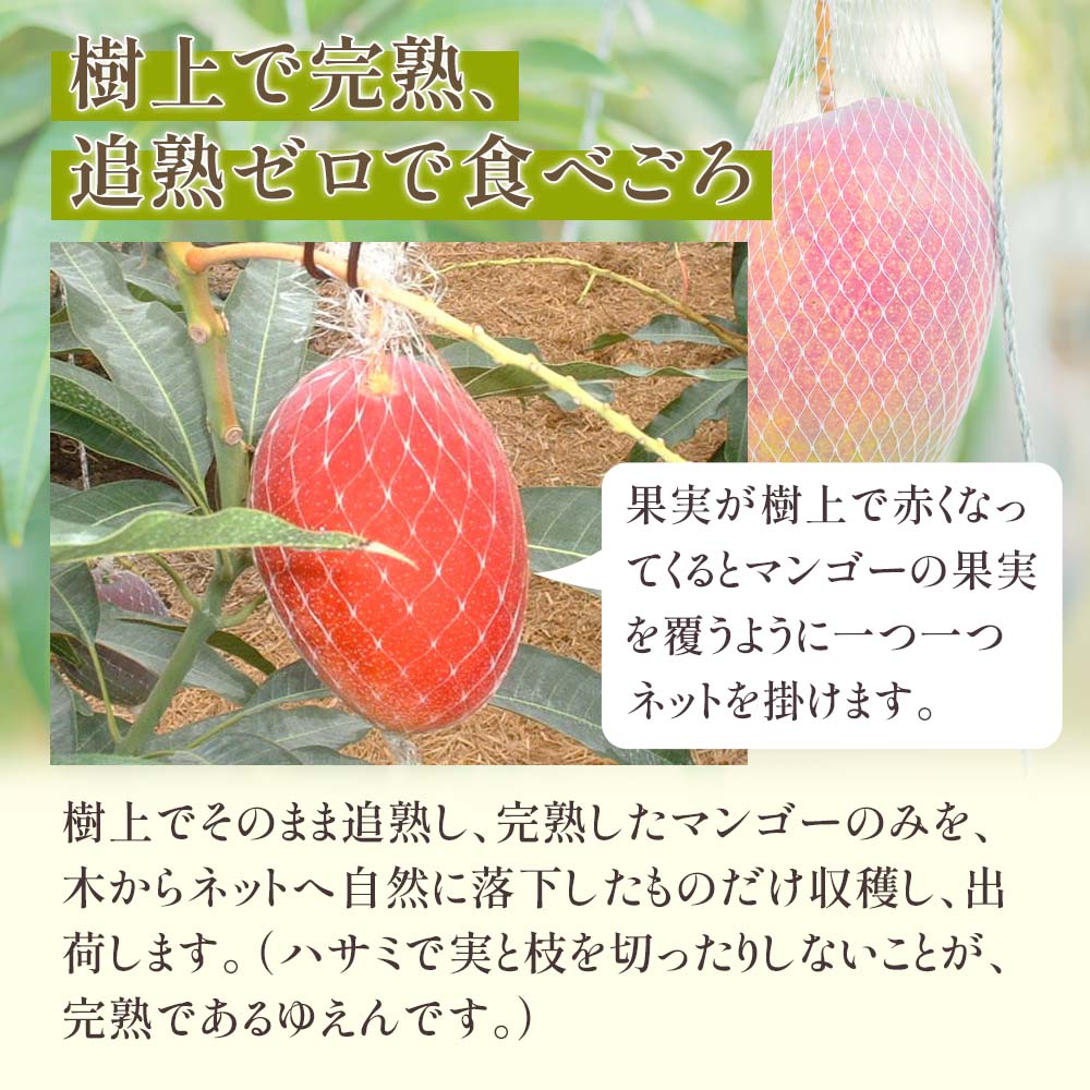 追熟ゼロ、樹上で完熟