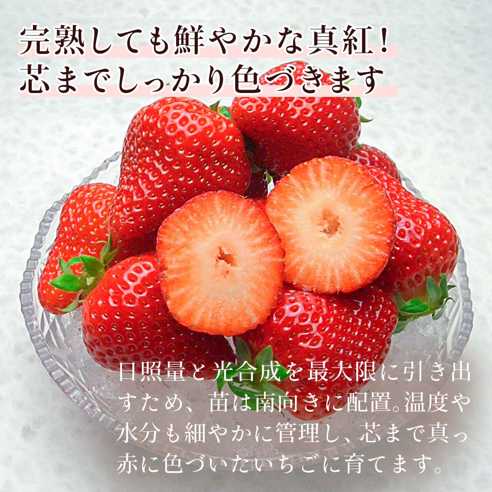 レビュー