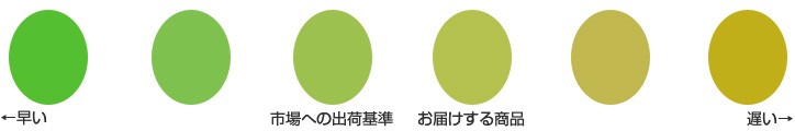 シャインマスカット、収穫期のイメージ
