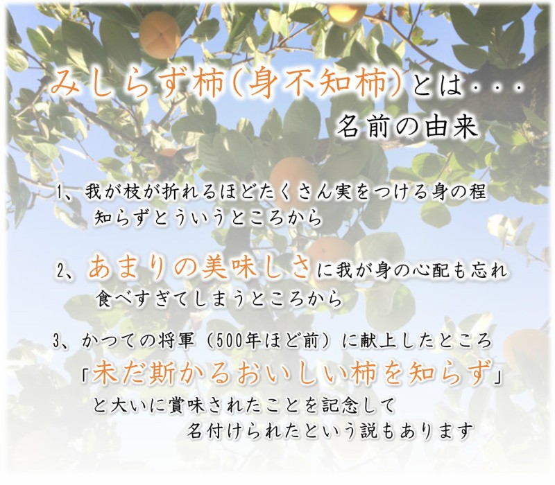 会津みしらず柿 3L以上（9〜11個入り）3kg福島県会津若松市北御山産 :1002:山ちゃんフルーツ園山内果樹園 - 通販 -  Yahoo!ショッピング