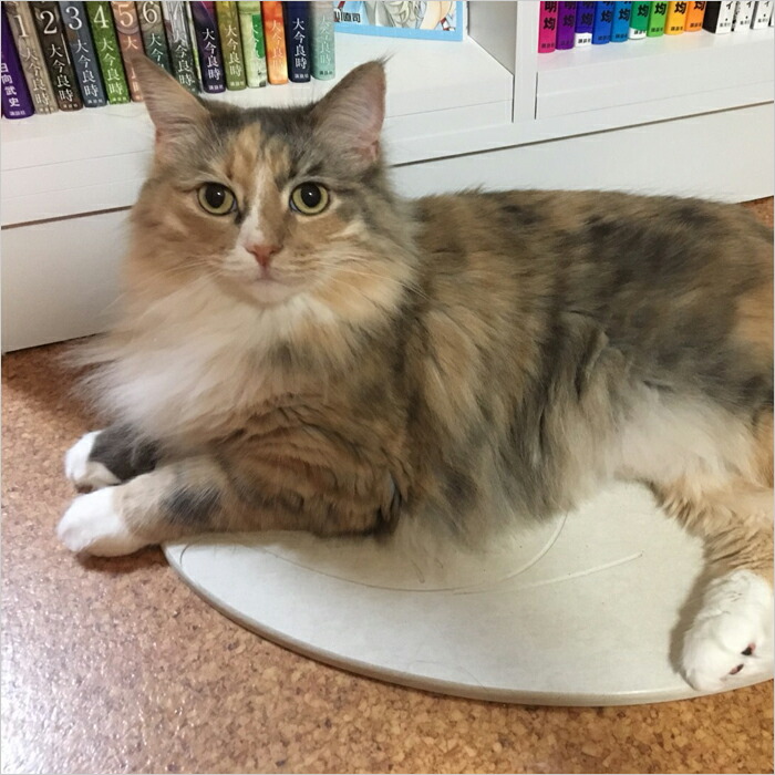 なのらぼ 特典付 珪藻土猫用マット 猫ネコろぶマット日本製