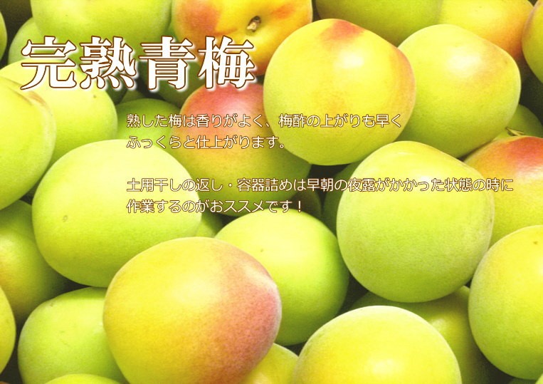 完熟青梅（南高梅）Lサイズ5kg 梅干し用 和歌山産 送料無料 : 紀州田舎