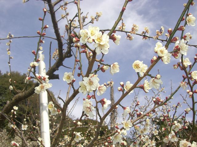 141❤️青梅5kg Mサイズ 紅さし　秀品 141❤️青梅5kg Mサイズ 紅さし 秀品 - メルカリ