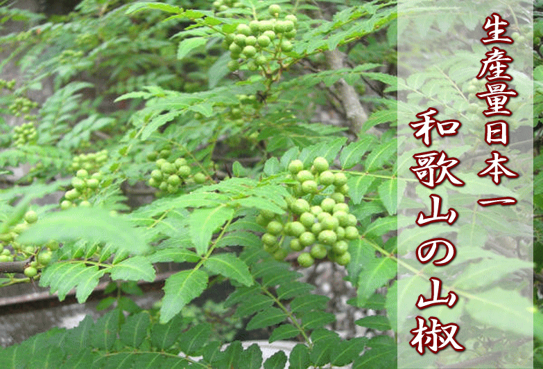 冷凍 山椒の実・ぶどう実山椒/朝倉山椒 100g/令和8年産 和歌山産 送料