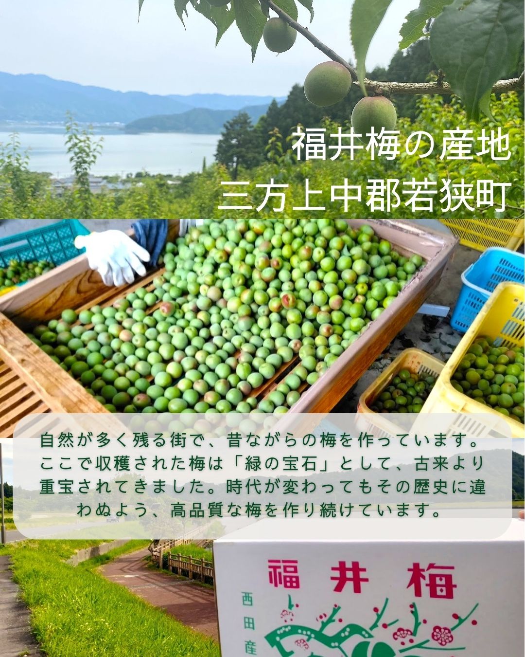 福井県産紅映梅 約5kg 梅干用 クール便 予約販売受付 6月下旬頃発送