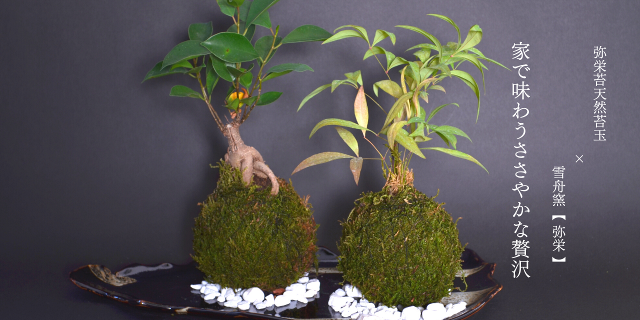 弥栄苔 - Yahoo!ショッピング