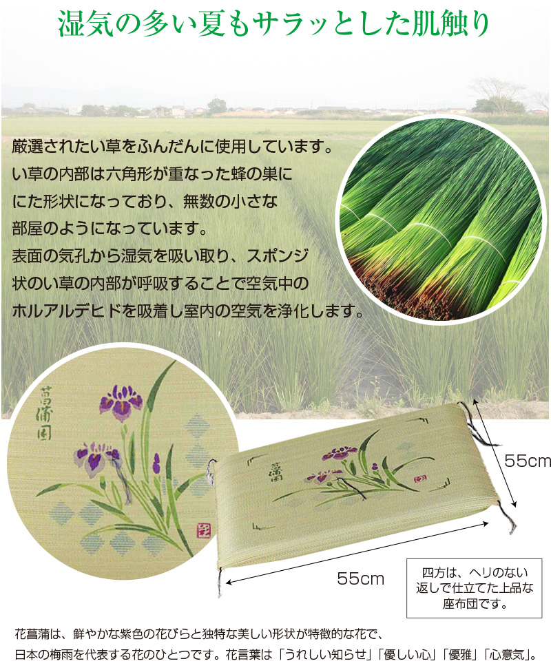 い草 座布団 5枚組 55×55 菖蒲 ( い草座布団 クッション 角 角型