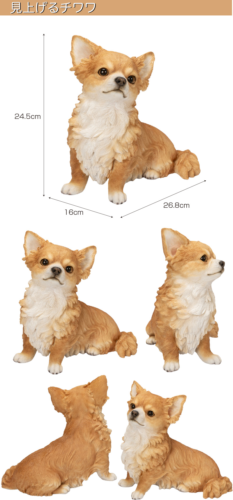 見上げるチワワ ( 本物そっくり リアル 犬 犬型 ドッグ いぬ イヌ ワン