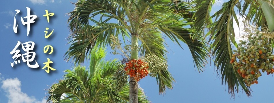 沖縄ヤシの木