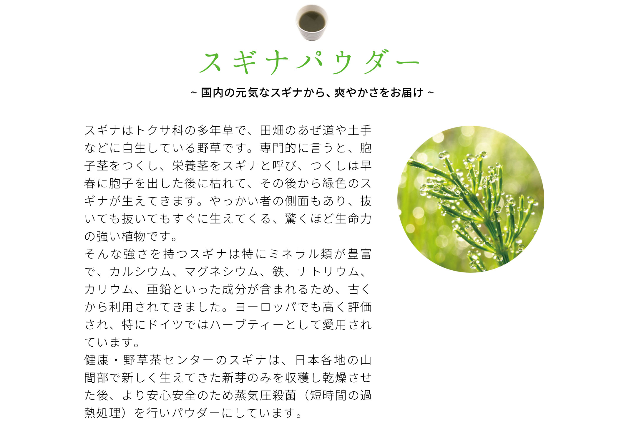 スギナパウダー 爽やかさをお届け