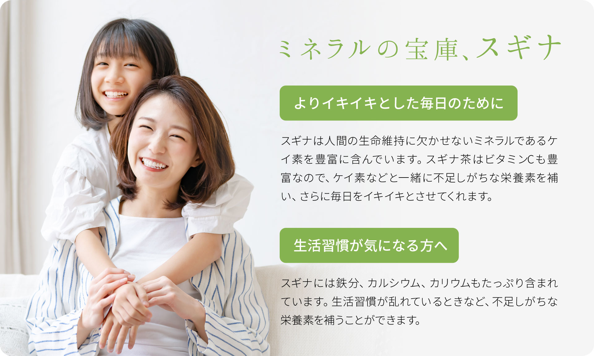 ミナラルの宝庫、スギナ