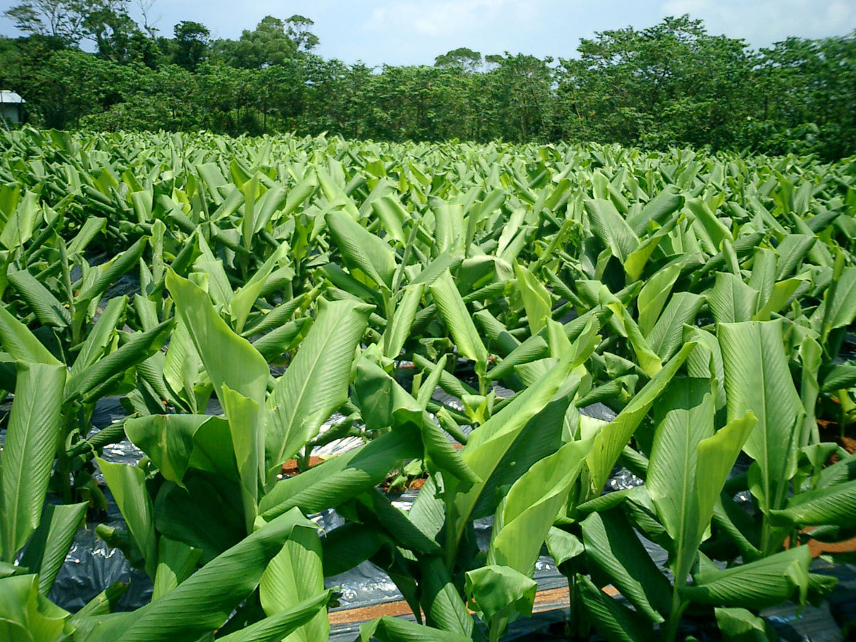 秋ウコン(沖縄県産) 無添加 100% パウダー 40g ウコン茶 ウコン粉末 粉末 うこん ポイント消化 国産 無農薬  :013-sample:健康・野草茶センター - 通販 - Yahoo!ショッピング