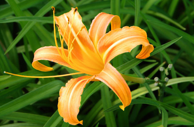 クワンソウの葉・花・茎