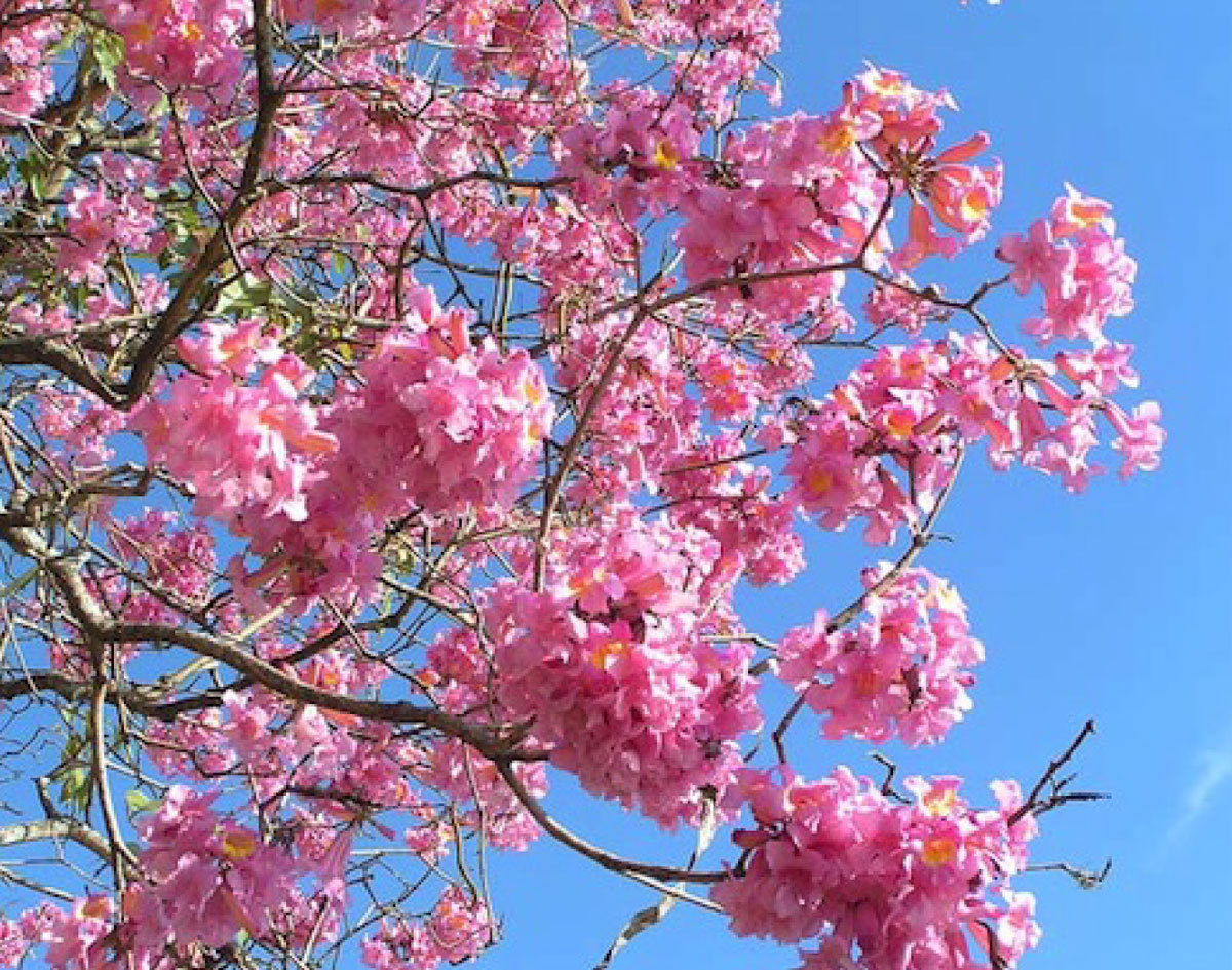 紫イペの花
