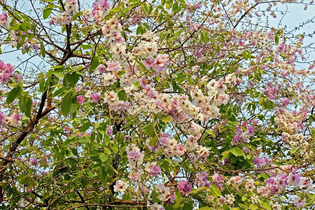 バナバの花