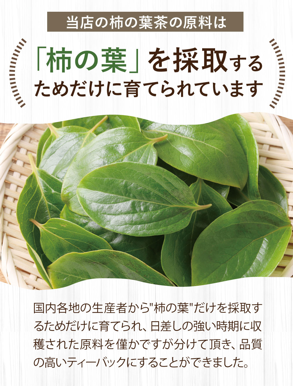 当店の柿の葉茶の原料は「柿の葉」を採取するためだけに育てられています