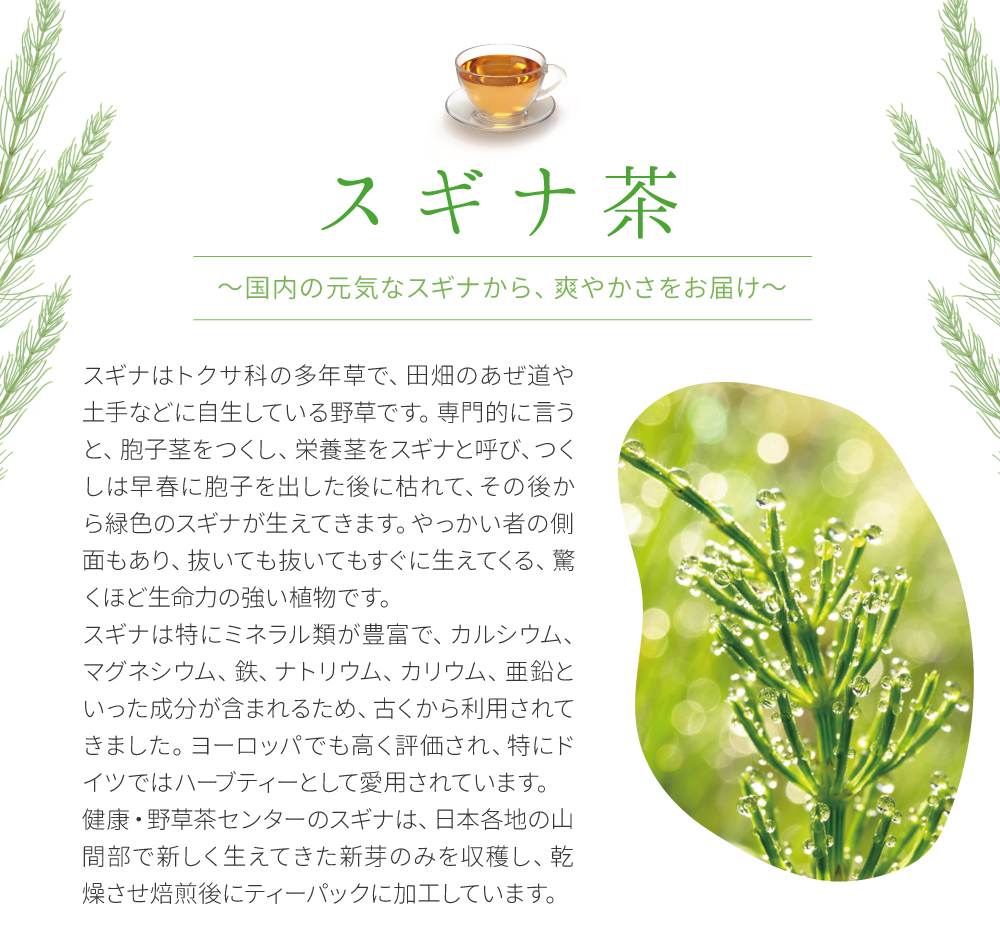 無添加100% スギナ茶