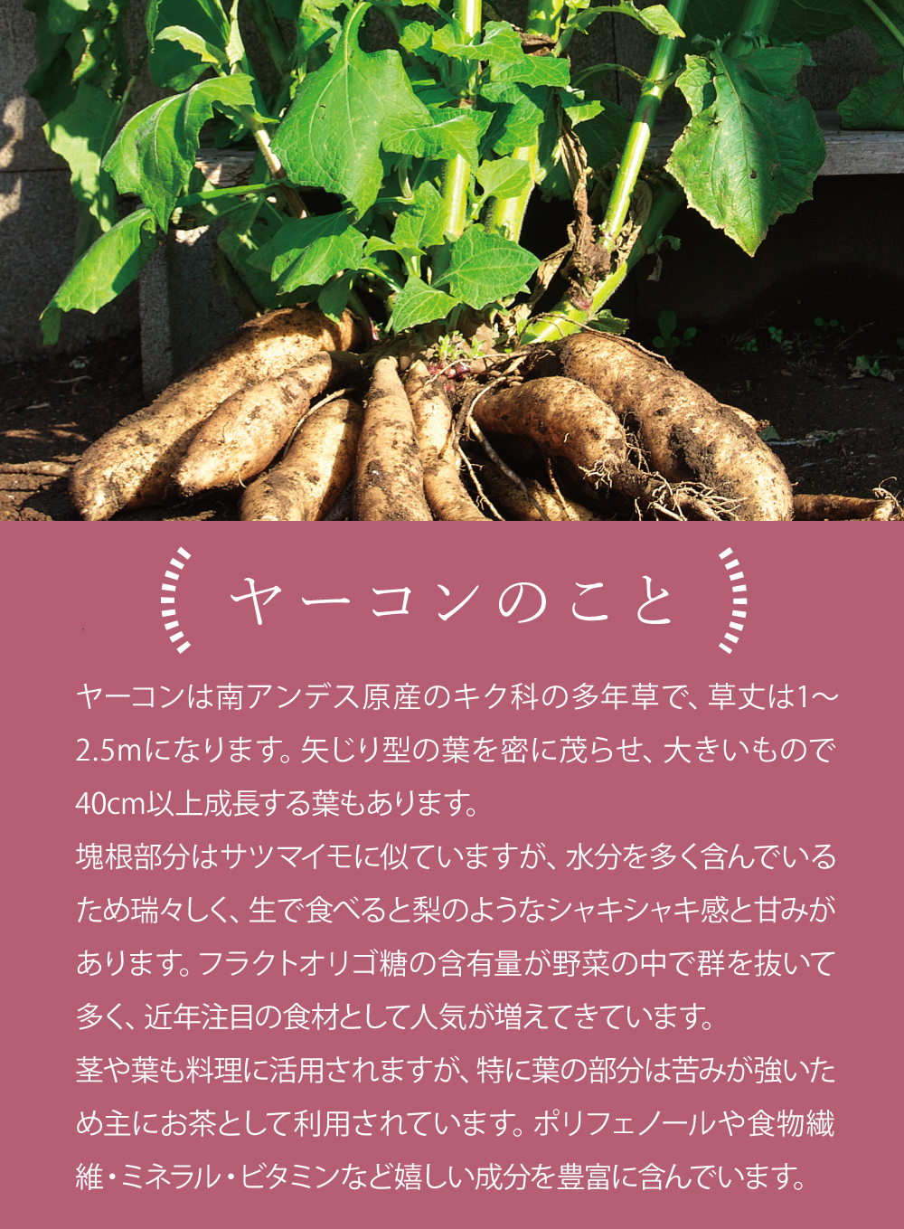 ヤーコンのこと