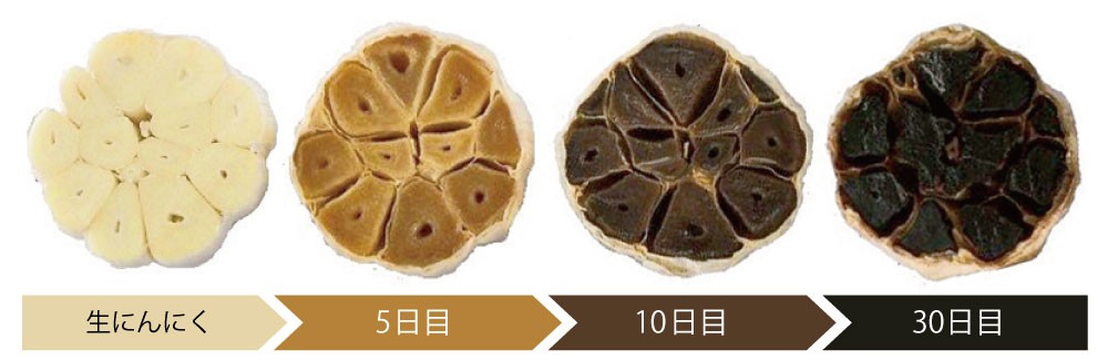 にんにく発酵工程