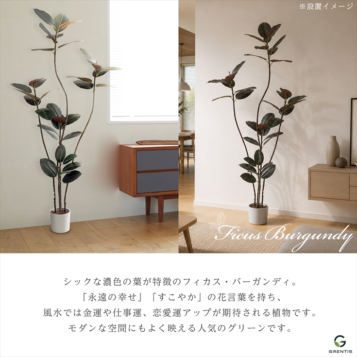 フェイクグリーン AG-BGD180 フィカス・バーガンディ 高さ180cm