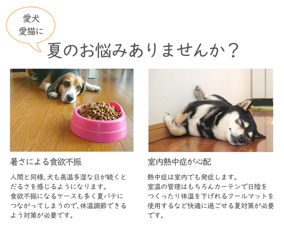愛犬愛猫に 夏のお悩みありませんか？
