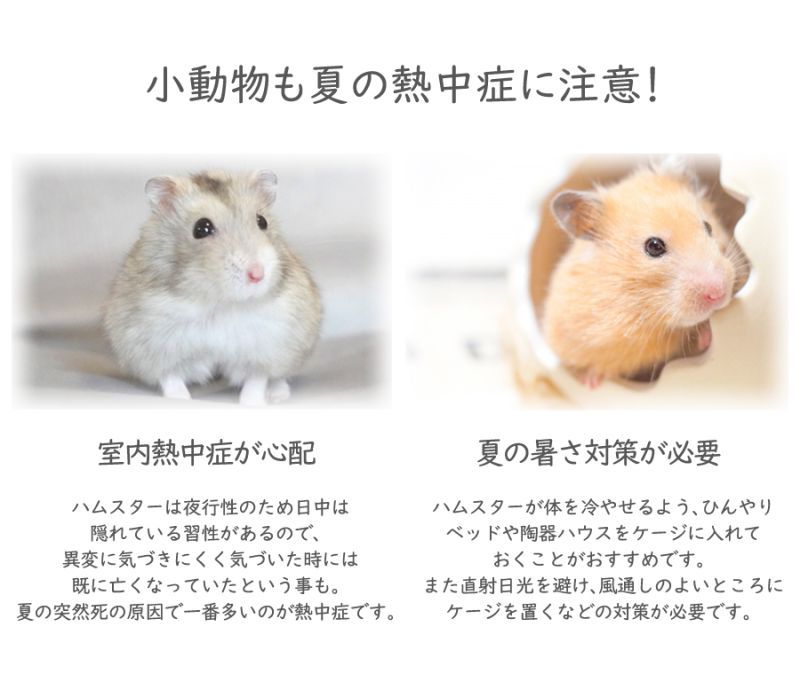 小動物も夏の熱中症に注意！