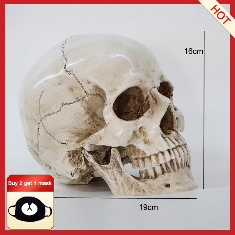 医療モデル 1:1 人間 頭部モデル 頭蓋骨 解剖学 レプリカ 樹脂 インテリア 装飾 アンティーク スカル 髑髏 骸骨