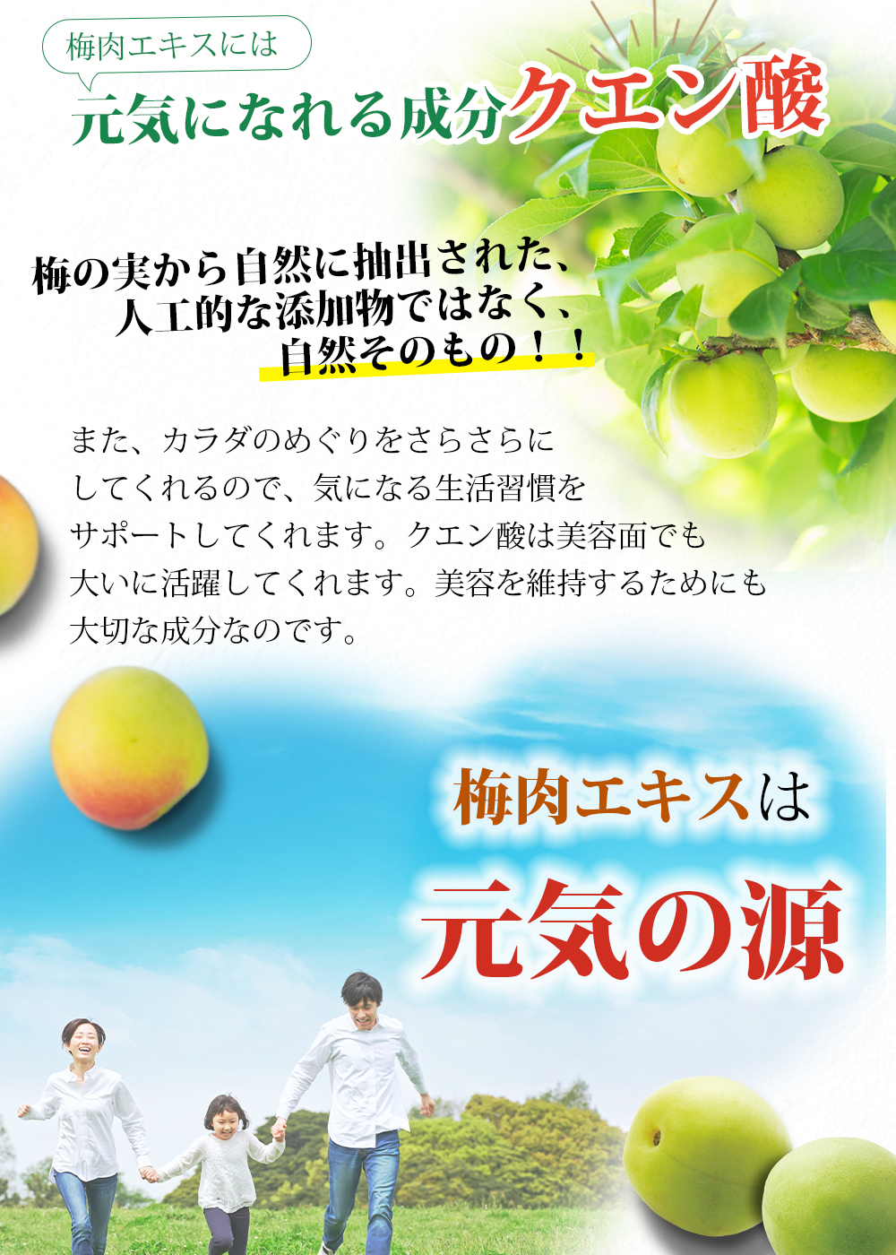 クエン酸 元気 成分 元気の源 梅肉エキス