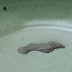 青磁：青磁双魚文向付・長森慶《小鉢・16.5cm》 : 和食器の愉しみ 工芸