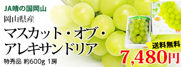 ޥåȡ֡쥭ɥꥢ