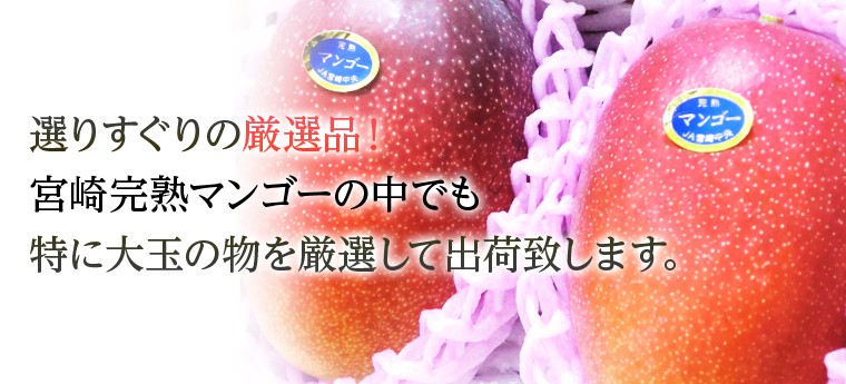 選りすぐりの厳選品!宮崎完熟マンゴーの中でも特に大玉の物を厳選して出荷致します。
