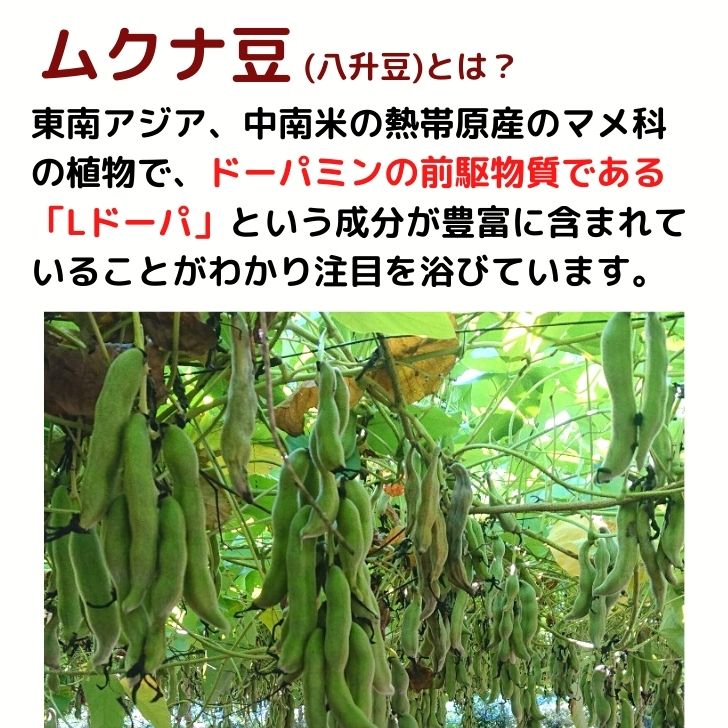 熊本産 焙煎 ムクナ豆 茶 八升豆茶 3g×18包入 送料無料 国産 Mucuna